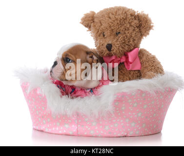 Chiot bouledogue niché dans le lit avec un ours en peluche sur fond blanc Banque D'Images