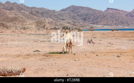 Deux chameaux voyageant dans le désert du Sinaï, en Égypte. Paysage avec la mer et les montagnes en arrière-plan. Un voyage d'aventure. Banque D'Images