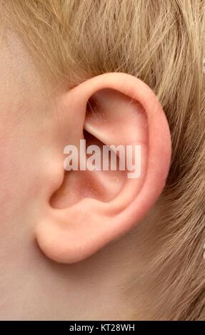 Toddler boys oreille humaine Banque D'Images