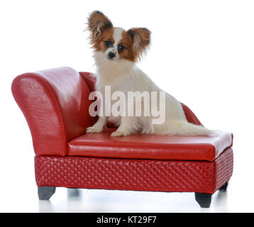 Chiot papillon sur un canapé en cuir rouge isolé sur fond blanc Banque D'Images