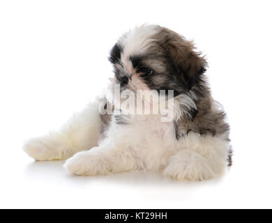 Mâle shih tzu chiot mignon portant sur fond blanc Banque D'Images