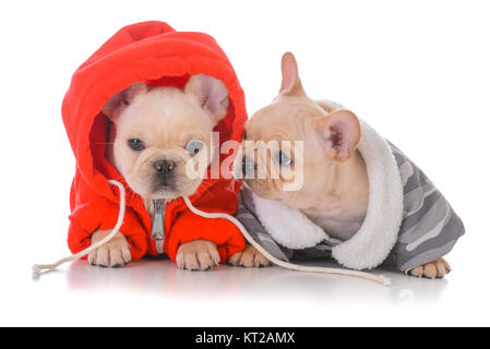 Deux Chiots bulldog français portant des manteaux d'hiver Banque D'Images