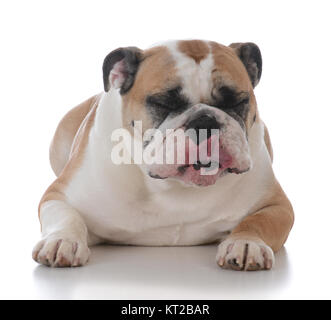 Femelle bulldog Anglais portant sur fond blanc Banque D'Images