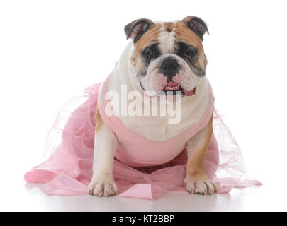 Femelle bulldog Anglais wearing tutu rose sur fond blanc Banque D'Images