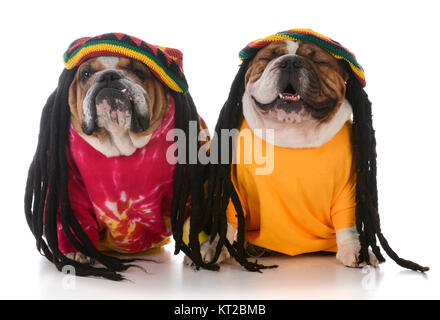 Deux bulldogs anglais avec des dreadlocks sur fond blanc Banque D'Images