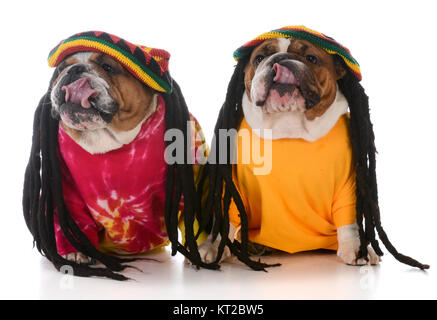 Deux bulldogs anglais avec des dreadlocks sur fond blanc Banque D'Images