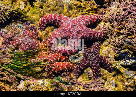 Starfish Pisaster ochraceus (ocre) Crystal Cove State Park, Laguna Beach, Californie Banque D'Images