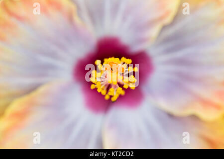 Extreme close up of tropical hibiscus flower avec ant Banque D'Images