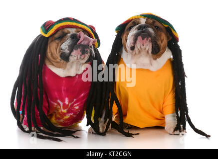 Deux bulldogs anglais avec des dreadlocks sur fond blanc Banque D'Images