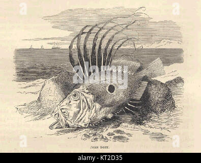 John Dory (Zeus faber) est une espèce de poisson connue pour son aspect distinctif, y compris un grand corps plat et une tache noire proéminente sur le côté. On le trouve couramment dans l'Atlantique est et la mer Méditerranée. Banque D'Images