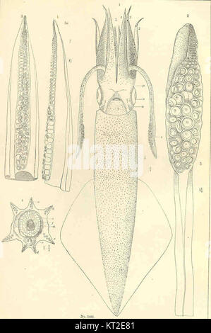 Les céphalopodes sont une classe de mollusques qui comprend des pieuvres, des calmars et des seiches. Ce titre se rapporte à leurs caractéristiques biologiques et à leur importance écologique. Banque D'Images