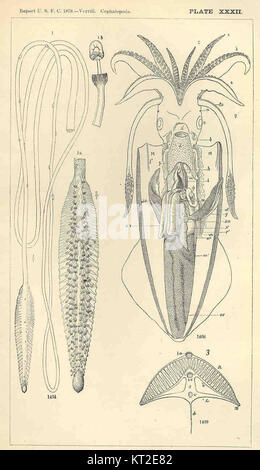 Les céphalopodes, une classe de mollusques, comprennent des espèces telles que les pieuvres, les calmars et les seiches. Connus pour leur système nerveux avancé et leurs caractéristiques uniques, ils se trouvent dans les océans du monde entier et jouent un rôle crucial dans les écosystèmes marins. Banque D'Images