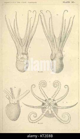 Les céphalopodes, une classe d'animaux marins, sont connus pour leur intelligence et leurs caractéristiques distinctives, y compris les tentacules, un système nerveux bien développé et leur capacité à changer de couleur. Banque D'Images