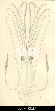 Les céphalopodes, une classe de mollusques, comprennent des espèces comme le calmar, le poulpe et la seiche. Ils sont connus pour leur intelligence, leur mouvement unique et leur capacité à camoufler. Banque D'Images