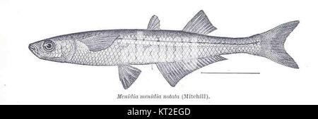 Menidia menidia notata, également connu sous le nom de Silver side de l'Atlantique, est une espèce de poisson que l'on trouve dans les eaux côtières nord-américaines. Cette sous-espèce est reconnue pour sa coloration distincte et sa petite taille. Banque D'Images