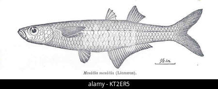 Menidia menidia, communément appelé Silver side de l'Atlantique, est une petite espèce de poisson originaire de la côte atlantique de l'Amérique du Nord. Il est caractérisé par sa bande argentée et est couramment trouvé dans les habitats estuariens et côtiers. Banque D'Images