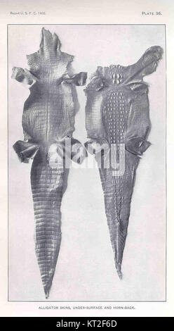 Les peaux d'alligator, identifiées par le numéro 33999, sont un matériau naturel important connu pour leur utilisation dans les produits de luxe comme les sacs à main et les accessoires. Le cuir d'alligator est très prisé pour sa durabilité et sa texture. Banque D'Images