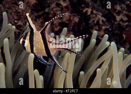 Le POISSON CARDINAL DE BANGGAI (PTERAPOGON KAUDERNI) Banque D'Images