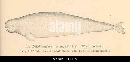 Delphinapterus leucas, communément appelé baleine blanche ou baleine béluga, est un mammifère marin présent dans les régions arctiques et subarctiques. Connue pour sa coloration blanche distinctive, elle joue un rôle important dans les écosystèmes marins. Banque D'Images