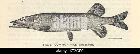 Une image ou une description du brochet commun (Esox lucius), un poisson prédateur trouvé dans les eaux douces d'Europe, d'Asie et d'Amérique du Nord. L'espèce est connue pour sa vitesse et ses dents tranchantes. Banque D'Images