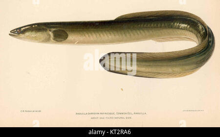 38136 chryspa Anguilla Anguilla ; l'anguille commune rafinesque Banque D'Images