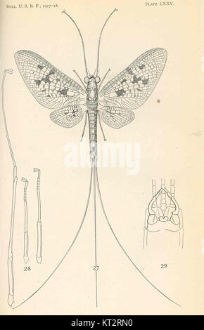 L'article intitulé '38385 Ephemera varia Eaton ; Adult' fait référence à un morceau spécifique d'éphémère recueilli par la collection Eaton, représentant potentiellement une gamme d'artefacts sur papier, y compris des documents, des brochures et d'autres documents imprimés d'une époque ou d'un événement particulier. Banque D'Images