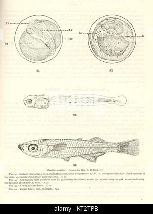 Menidia menidia, également connu sous le nom de Silver side de l'Atlantique, est une espèce de poisson trouvée dans l'océan Atlantique. Il joue un rôle important dans les écosystèmes côtiers en tant que poisson fourrage, contribuant à la chaîne alimentaire. Banque D'Images