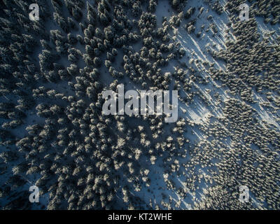 Vue aérienne de la forêt d'hiver - les arbres couverts de neige Banque D'Images