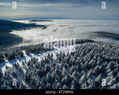 Vue aérienne de la forêt d'hiver - les arbres couverts de neige Banque D'Images