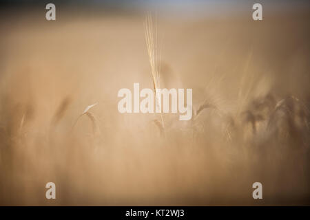 L'orge mûr (lat. Hordeum) sur un champ éclairé avec un soleil chaud matin (shallow DOF) Banque D'Images