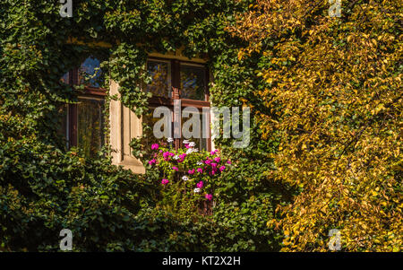 Ivy et tilleul avec une fenêtre sur un jour d'automne Banque D'Images