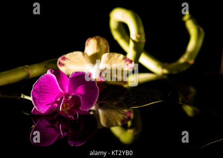 Orchid avec le bambou et les pierres noires Banque D'Images