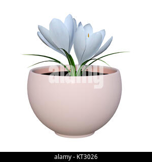 Le Rendu 3D Fleurs Crocus blanc sur Banque D'Images