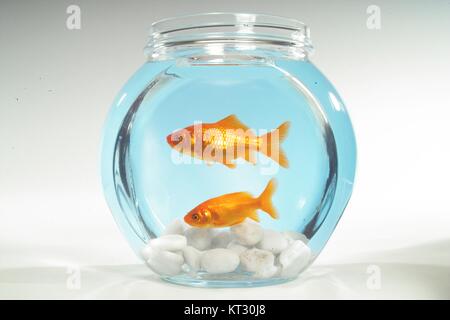 Deux goldfishes dans un bol Banque D'Images
