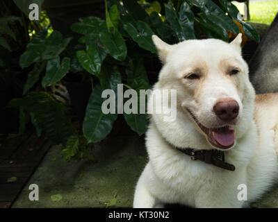 Chien dans le jardin Banque D'Images