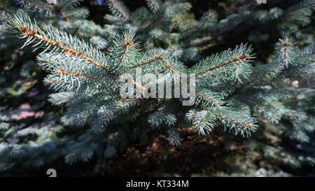 Un sapin bleu sur une journée ensoleillée d'automne Banque D'Images