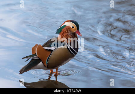 Canard Mandarin sauvages sur l'eau glacée, UK Banque D'Images