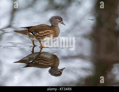 Canard Mandarin femelle sauvage, sur la glace, UK Banque D'Images