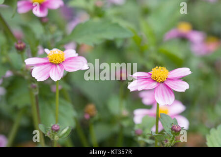 Bidens ferulifolia 'Pretty In Pink' fleurs. Banque D'Images