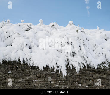 Bush de pins couverts de neige au sommet d'un mur en pierre de Cotswold. Chedworth, Cotswolds, Gloucestershire, Angleterre Banque D'Images