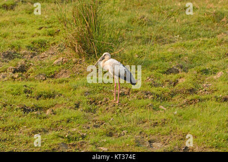 Cigogne en bec ouvert Une zone humide Prairie. Banque D'Images