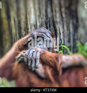 Dans la jungle de l'orang-outan de Bornéo en Indonésie. Banque D'Images