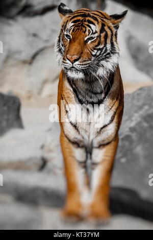 Close-up of a Tigers face.focus sélectif. Banque D'Images