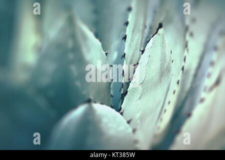 Les feuilles des plantes d'agave pointu regroupé. Banque D'Images