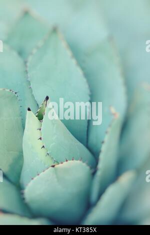 Les feuilles des plantes d'agave pointu regroupé. Banque D'Images