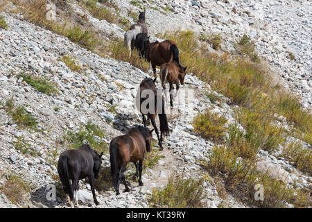 Chevaux au Kirghizistan paysage de montagne au paysage de la gorge Ala-Archa. Banque D'Images