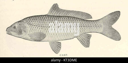 La carpe commune (Cyprinus carpio), cataloguée comme espèce 41819, est une espèce de poisson d'eau douce originaire d'Europe et d'Asie, connue pour sa grande taille et son adaptabilité dans divers milieux aquatiques. Banque D'Images