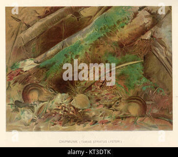 Le Chipmunk de 41921, une sous-espèce du Chipmunk de l'est (Tamias striatus), est caractérisé par des marques rayées distinctives. Il est couramment trouvé en Amérique du Nord et est connu pour ses habitudes actives de recherche de nourriture et ses habitats forestiers. Banque D'Images