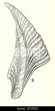 Balanus rostratus apertus est une espèce de bernacle, documentée pour ...