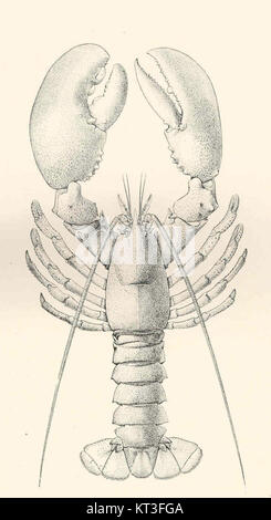 43001 Le homard américain (Homarus americanus) Banque D'Images